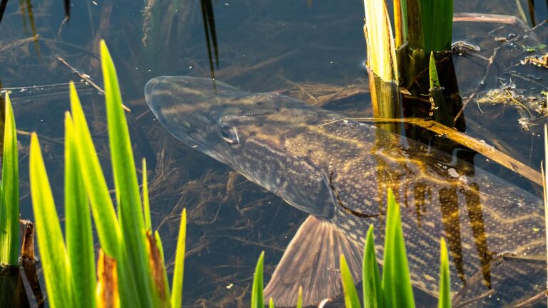 Leurres brochet